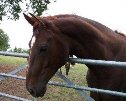 broodmare Dimelza (Hanoverian, 1999, from Dimaggio)