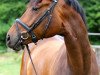 dressage horse Filippo B (Westphalian, 2008)