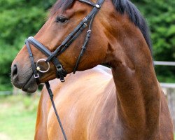 dressage horse Filippo B (Westphalian, 2008)