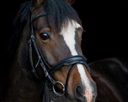 jumper Tigerlilli 3 (German Riding Pony, 2002, from Lukas)