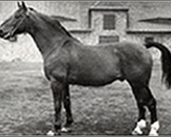 horse Fluegeladjutant (Hanoverian, 1938, from Fluegelmann I)