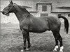 horse Fluegeladjutant (Hanoverian, 1938, from Fluegelmann I)