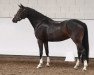 dressage horse Just A Little Dance (Hungarian Warmblood, 2015, from Justboy)