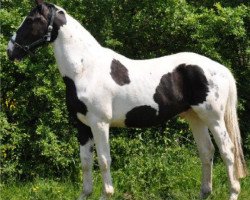 Pferd Gooseford Designer Genes (Warmblutschecke, 2007, von Ringo)