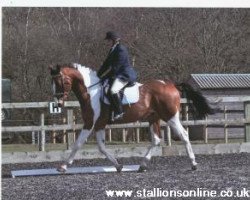 stallion Ivoor (KWPN (Royal Dutch Sporthorse), 1990, from Samber)