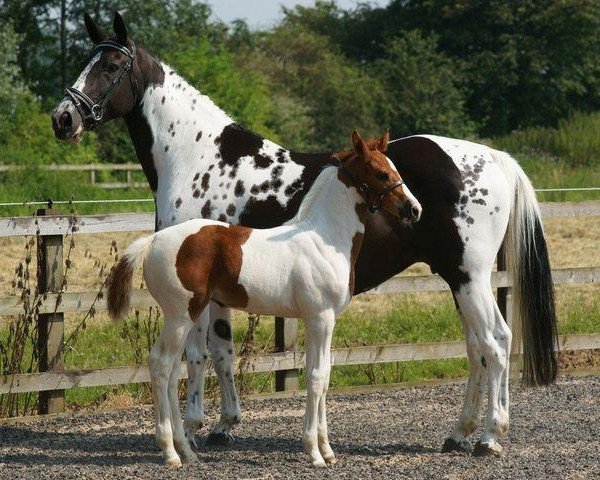 Zuchtstute Harveys Gazelle (Großbritannien Warmblut, 2002, von Ivoor)