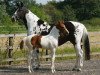 broodmare Harveys Gazelle (UK Warmblood, 2002, from Ivoor)