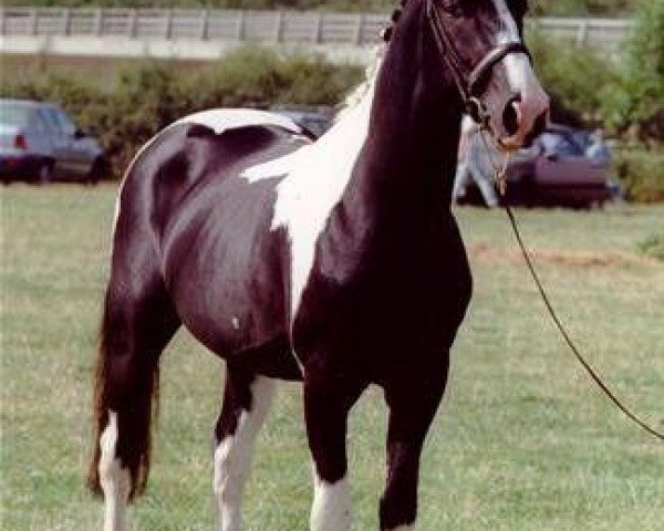 stallion Plato (Roan Warmblood,  , from Mars)