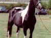 stallion Plato (Roan Warmblood,  , from Mars)