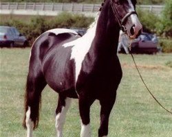 stallion Plato (Roan Warmblood,  , from Mars)