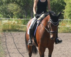 jumper Carlotta Bonita (Zweibrücken, 2008, from Cerdic)