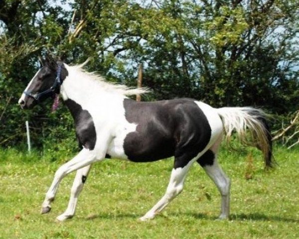 horse CDS King Nero II (anglo european sporthorse, 2009, from King Nero)