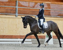 dressage horse First Knight 3 (Oldenburger, 2017, from For Dance)