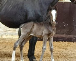 dressage horse Sir Sienna ST (KWPN (Royal Dutch Sporthorse), 2022, from Jameson RS2)