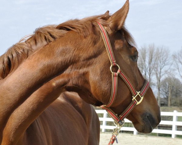 Zuchtstute Amy 194 (Westfale, 2006, von Abanos)