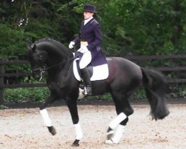 stallion Santana (Oldenburg, 2000, from Sandro Hit)