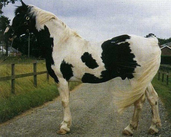 stallion Oberon (Roan Warmblood, 1980, from Oleander)