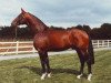 stallion Wendika (Hanoverian, 1979, from Wendekreis)