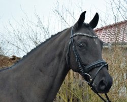 jumper Cash 246 (German Sport Horse, 2014, from Cashmore 3)