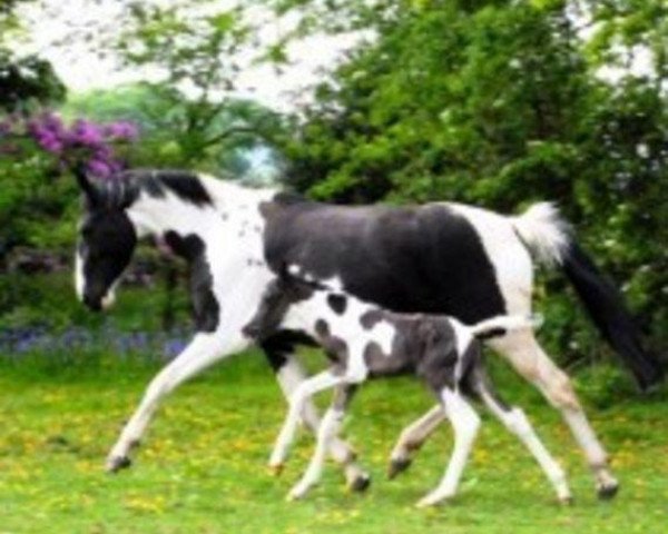 Zuchtstute Gooseford Enor (Warmblutschecke, 2007, von Ringo)