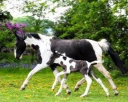 Zuchtstute Gooseford Enor (Warmblutschecke, 2007, von Ringo)