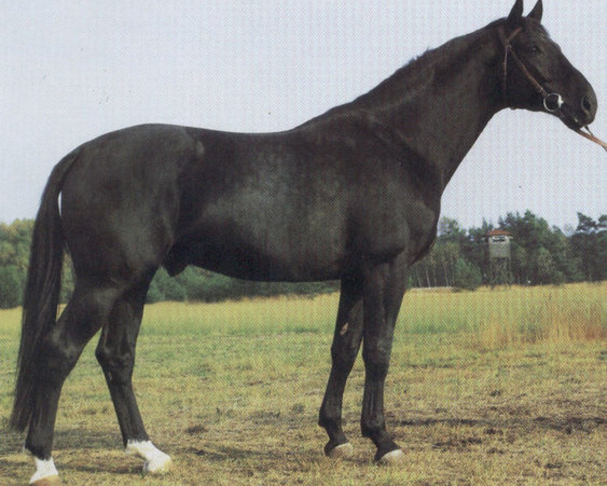 stallion Diabas (Westphalian, 1981, from Disco-Star)