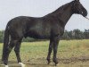 stallion Diabas (Westphalian, 1981, from Disco-Star)
