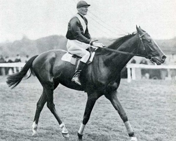 Pferd Massine xx (Englisches Vollblut, 1920, von Consols xx)