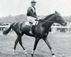 stallion Massine xx (Thoroughbred, 1920, from Consols xx)