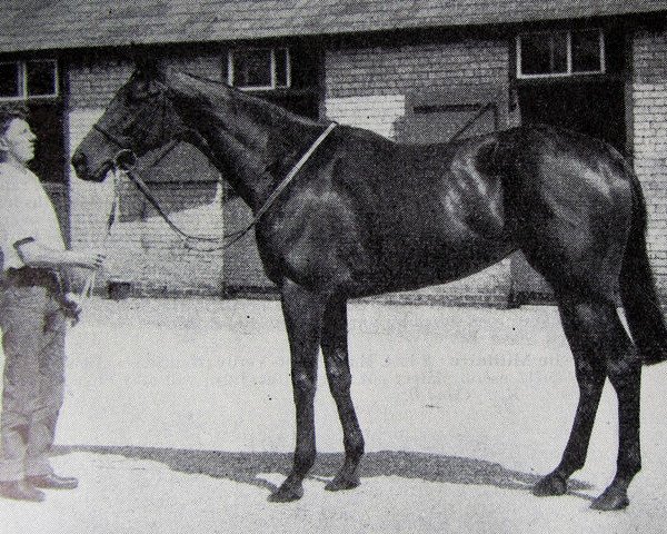 broodmare Ma Marie xx (Thoroughbred, 1956, from My Babu xx)