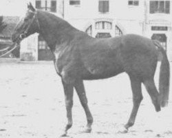 stallion Grand Espoir (Selle Français, 1972, from Francilius xx)