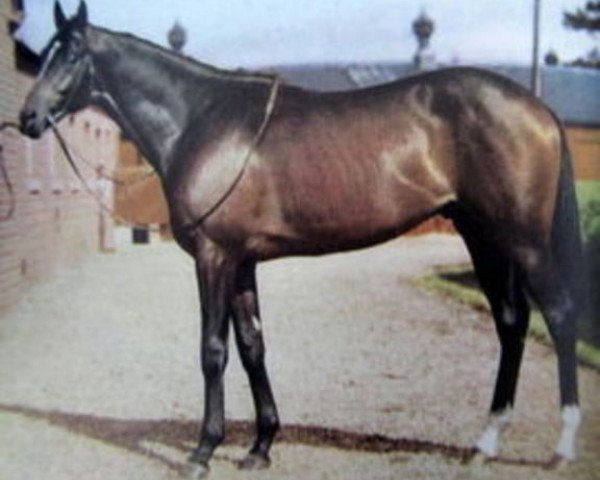 stallion Krakatao xx (Thoroughbred, 1946, from Nearco xx)