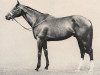 stallion Celadon xx (Thoroughbred, 1959, from Krakatao xx)
