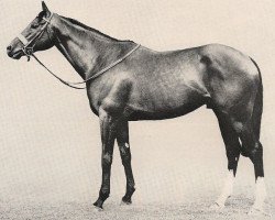 stallion Celadon xx (Thoroughbred, 1959, from Krakatao xx)