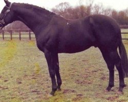 stallion Hoarwithy xx (Thoroughbred, 1968, from March Past xx)