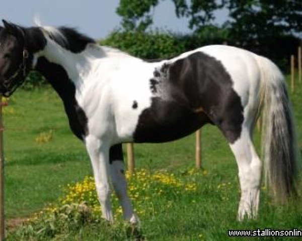 horse Goshka Blue (British Sport Horse, 2006, from Ringo)