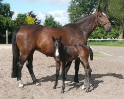 broodmare Oki Doki (Holsteiner, 1999, from Quinar)