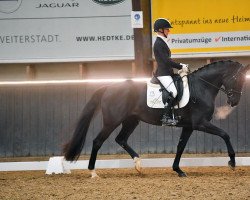 dressage horse Fräulein Frizzi (Oldenburg, 2017, from Fürstenball)