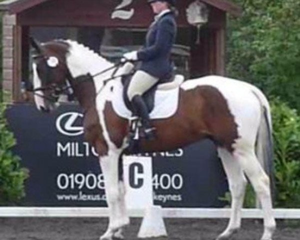 horse Gryff (KWPN (Royal Dutch Sporthorse), 2007, from Ringo)