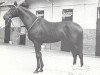 stallion Tiepoletto xx (Thoroughbred, 1956, from Tornado xx)