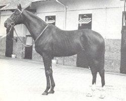 stallion Tiepoletto xx (Thoroughbred, 1956, from Tornado xx)