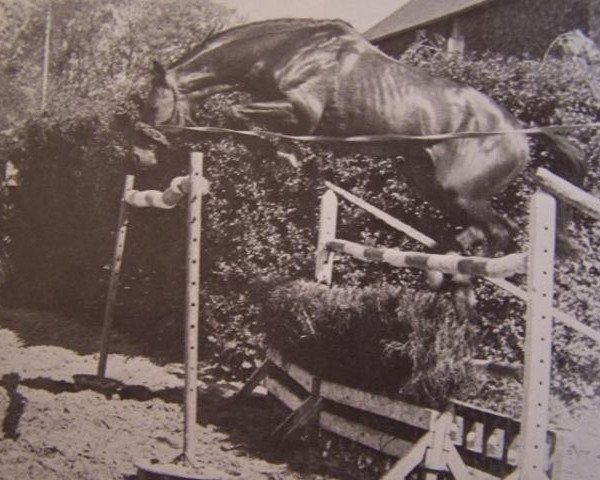 stallion Turner xx (Thoroughbred, 1965, from Tiepoletto xx)