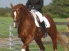 stallion Eskardo (Hanoverian, 1999, from Escudo I)