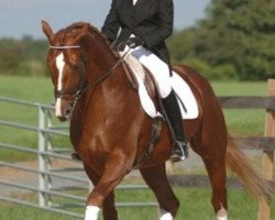 stallion Eskardo (Hanoverian, 1999, from Escudo I)