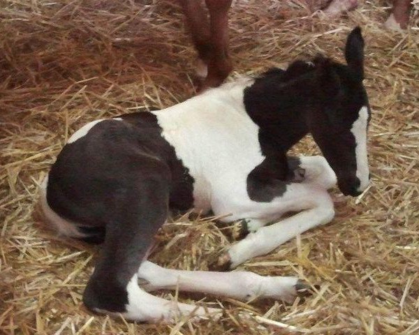 horse Cloud Dancer (KWPN (Royal Dutch Sporthorse), 2012, from Ringo)