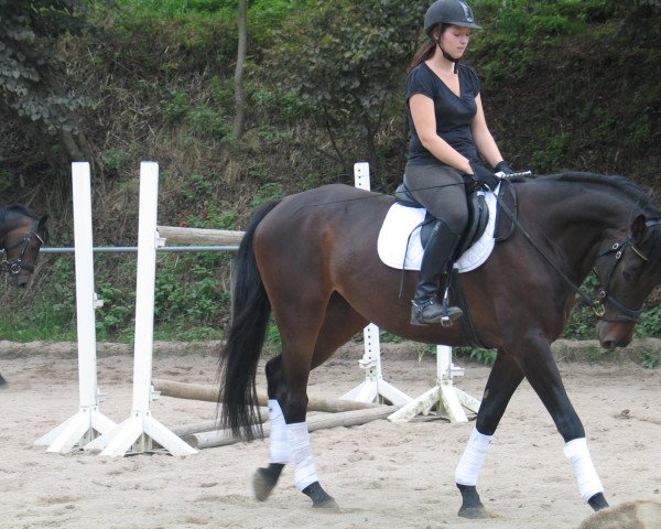 dressage horse La Luna (German Sport Horse, 2008, from Lassito)