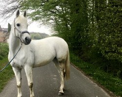 horse Who‘s Jacara (Polish Warmblood, 2003, from Elwerador ox)