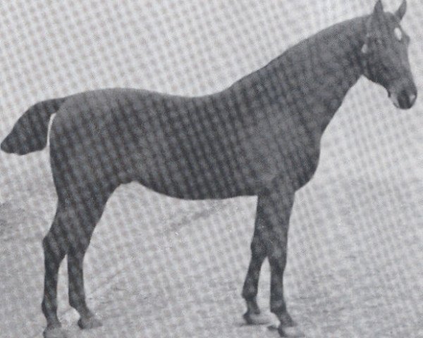 Deckhengst Lord 1933 (Holsteiner, 1897, von Ethelbert)