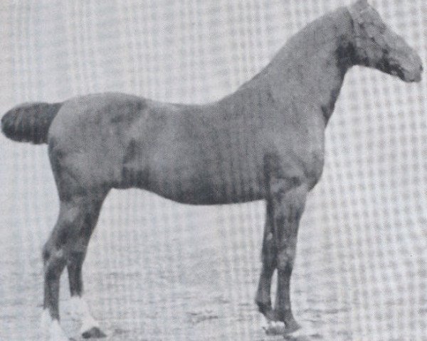 stallion Elegant (Holsteiner, 1913, from Lord 1933)