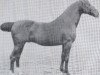 stallion Elegant (Holsteiner, 1913, from Lord 1933)